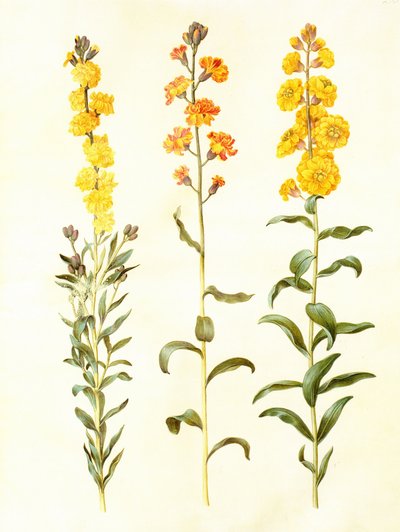 Cheiranthus cheirii, gouache sur vélin, dans : Gottorfer Codex - Hans Simon Holtzbecker